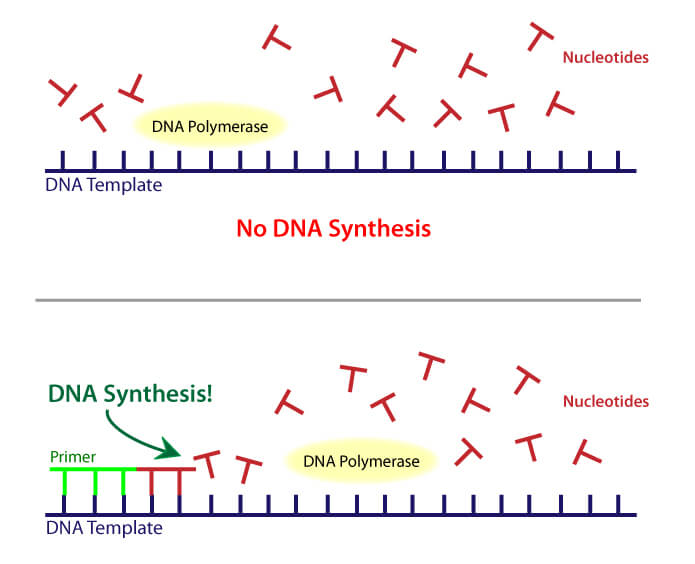 how-does-dna-polymerase-work-socratic